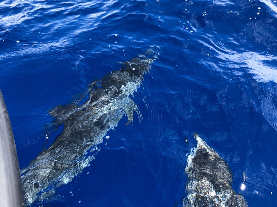 Dive Azores-奥尔塔必去景点