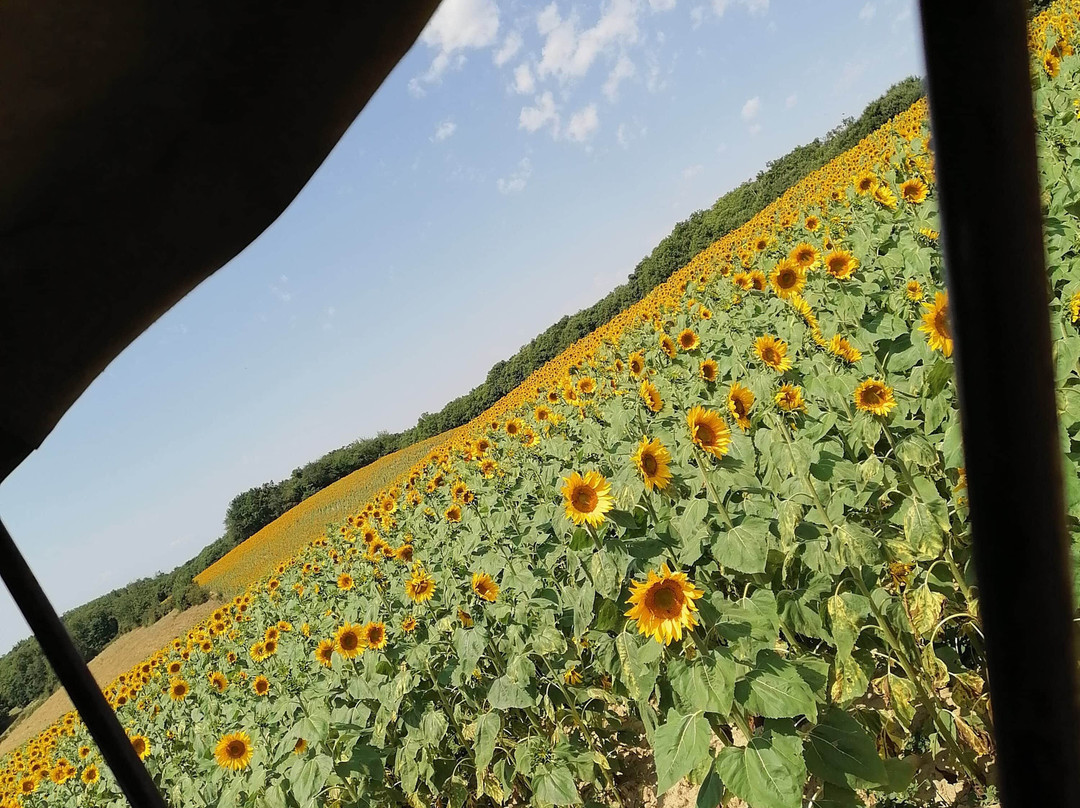 Les Attelages de la Bievre-Saint-Hilaire-de-la-Cote必去景点