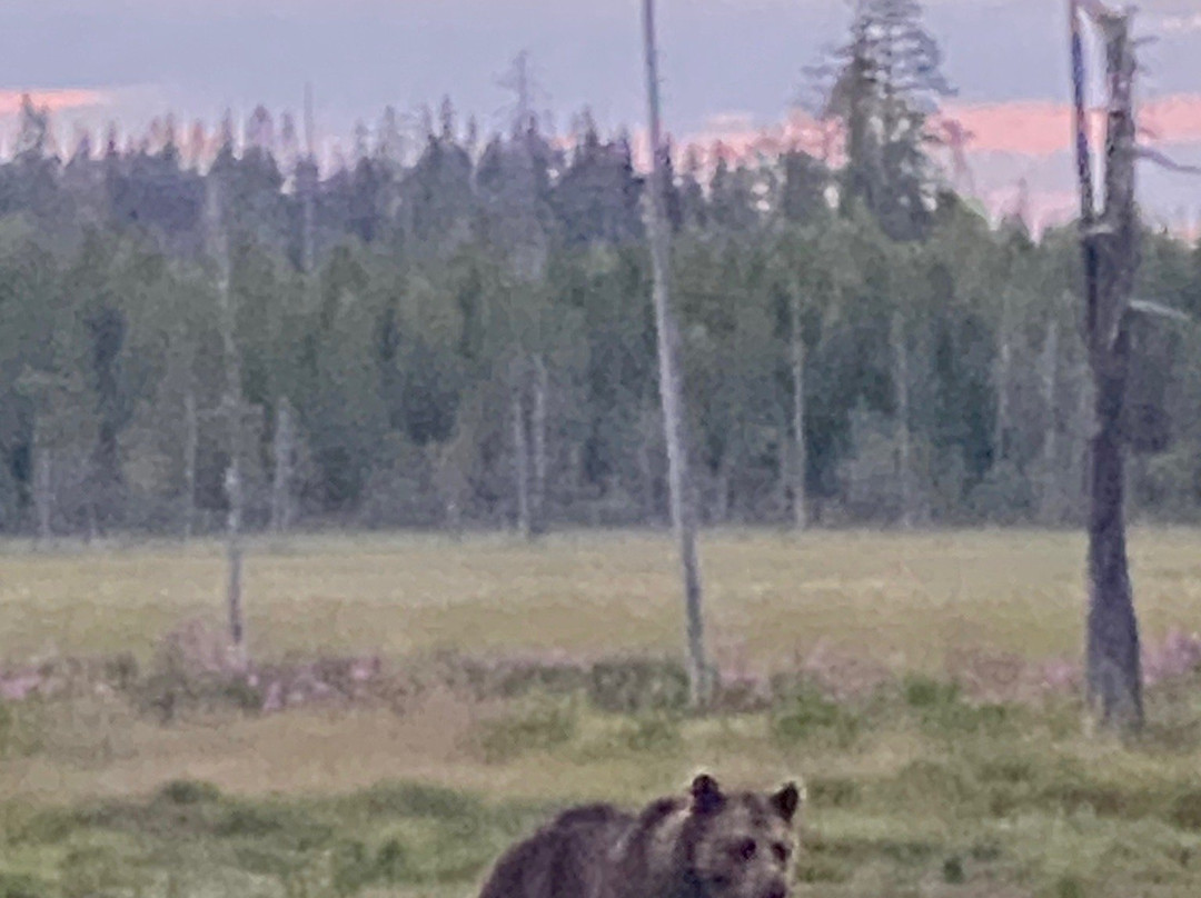 Wildlife Safaris Finland - Day Tours景点图片