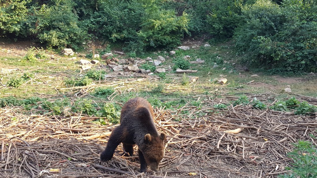 Bear Sanctuary景点图片