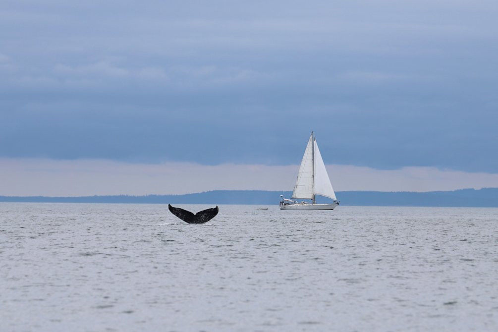 Maya's Legacy Whale Watching景点图片