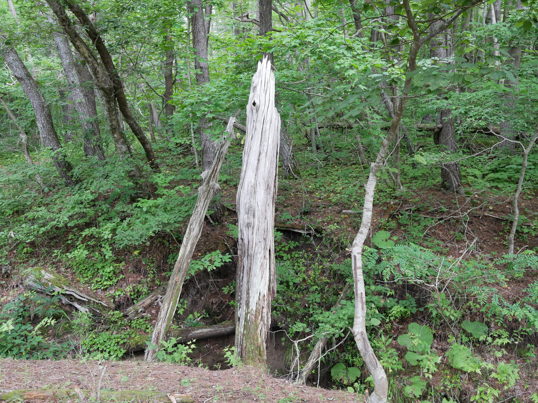 Sarugamori Hiba Maibotsu Forest景点图片