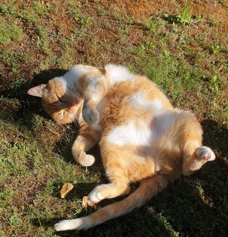 Villa Clementina Hotel主图