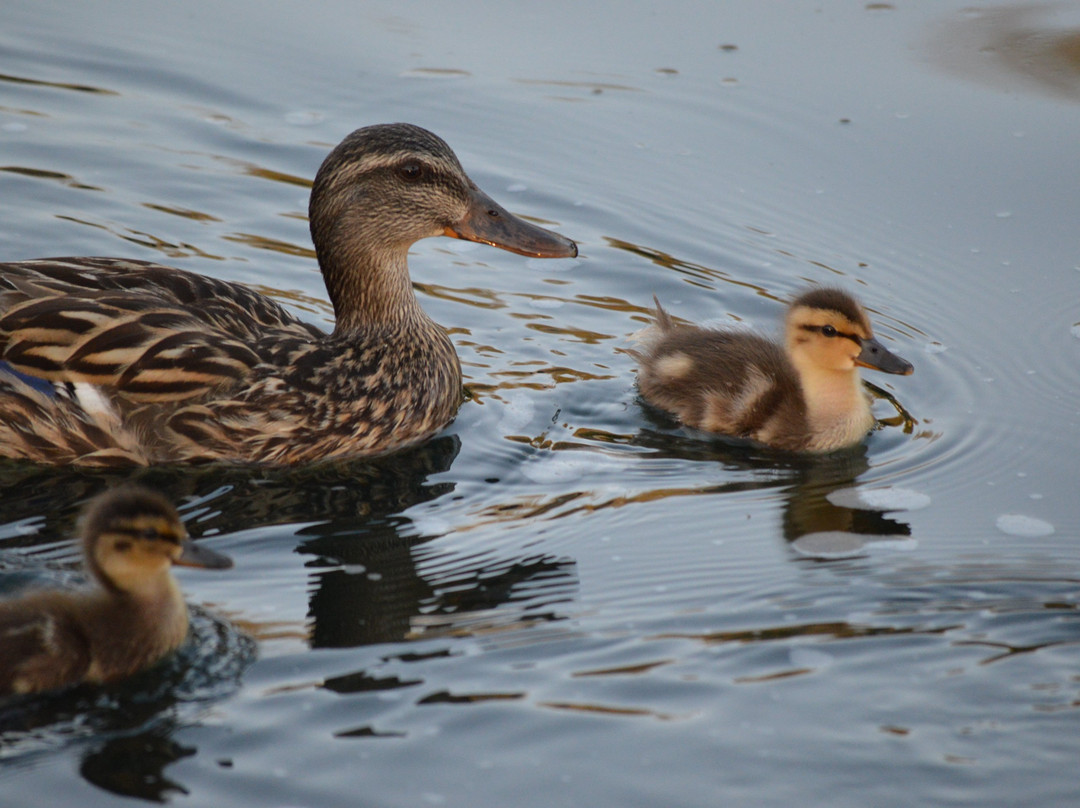 Heritage Park-喜瑞都必去景点