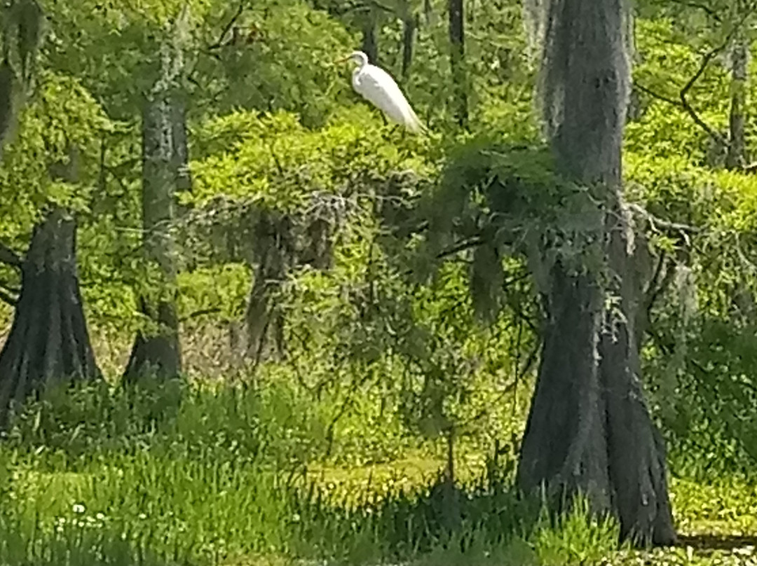 Swamp Tours of Acadiana景点图片