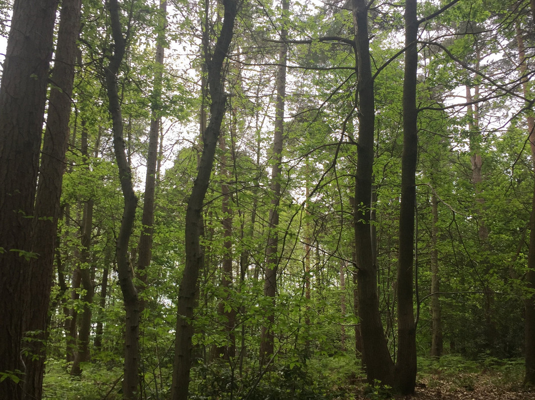 Hemsted Forest景点图片