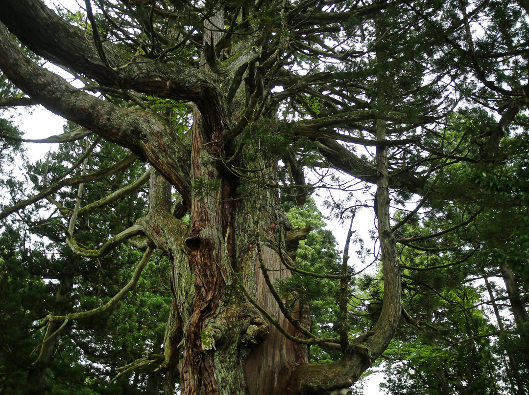 Mushigawa no Osugi-上越市必去景点