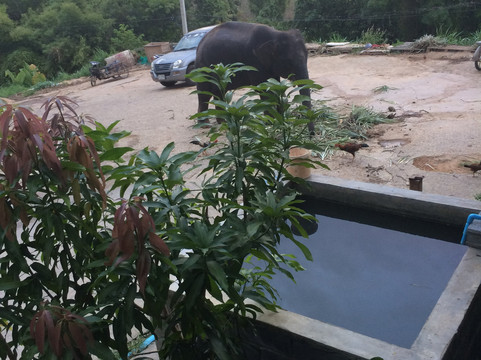 Chalong Elephant Retirement-普吉镇必去景点