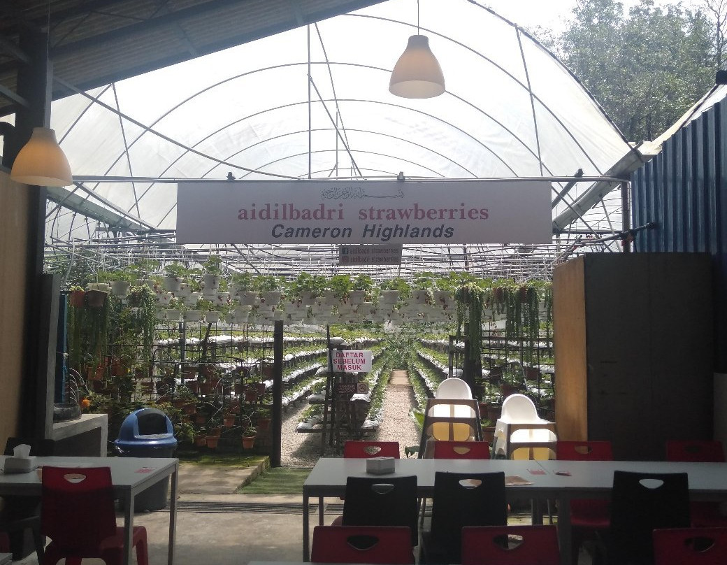 Aidilbadri Strawberries-丹那拉塔必去景点