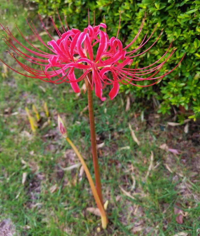 Tamareien Cemetary-府中市必去景点