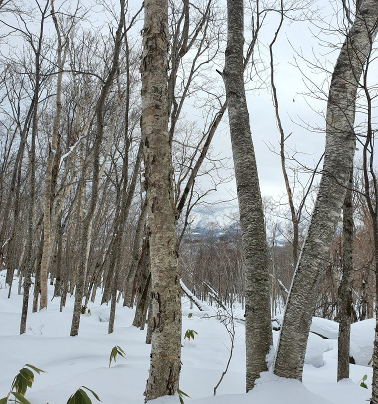 Niseko Adventure Centre-俱知安町必去景点