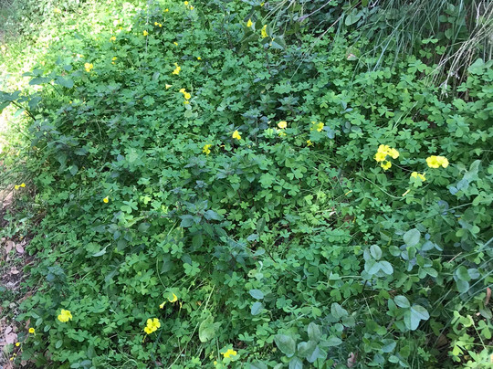 Sentier du Vinaigrier-尼斯必去景点