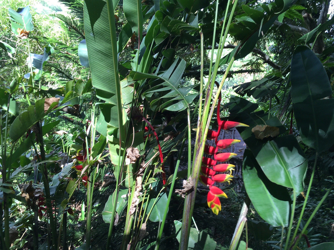 Terrazas de Flores景点图片