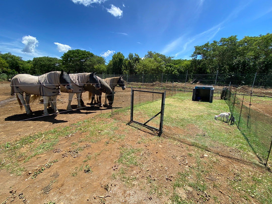 Les Calèches du Paradis-大湾必去景点