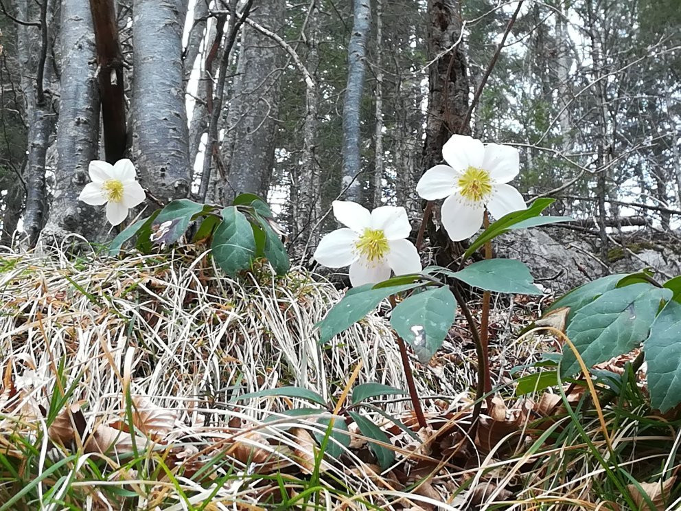 Sentiero Cimbro dell’Immaginario-Luserna必去景点