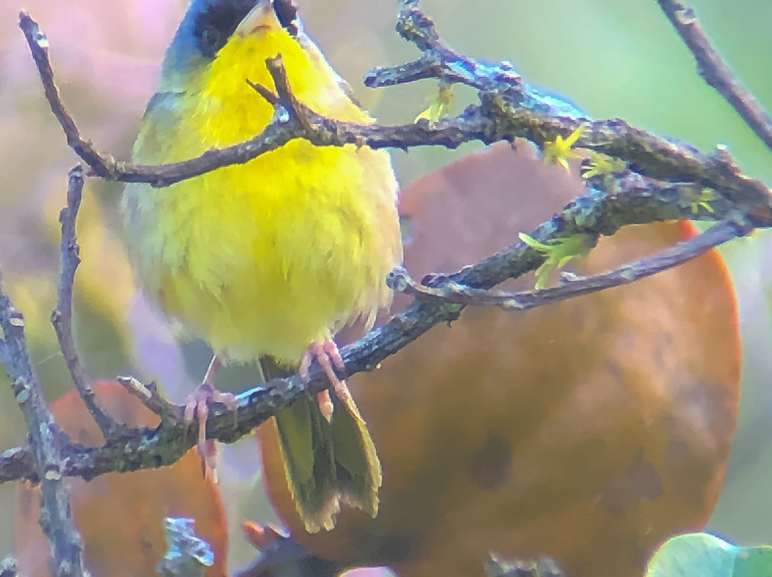 Costa Rica Wild Tours景点图片