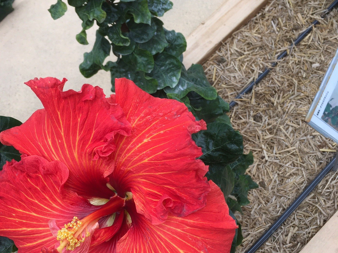 Iejima Hibiscus Garden-伊江村必去景点