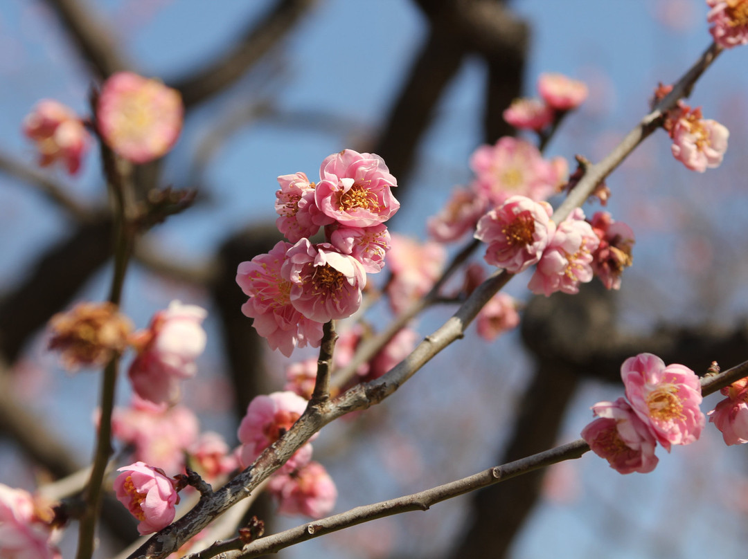 Okazaki Minami Park-冈崎市必去景点
