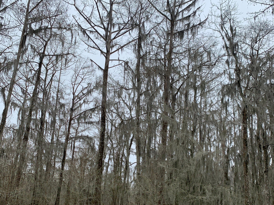 Lake Martin Rookery景点图片
