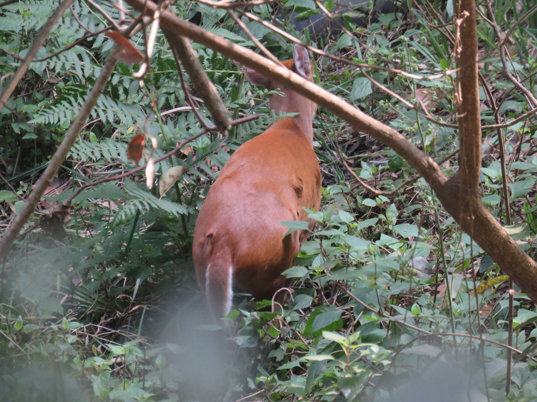 戈卡纳森林度假村酒店主图