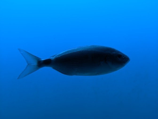 Submarine Safaris Lanzarote-卡拉罗港口必去景点