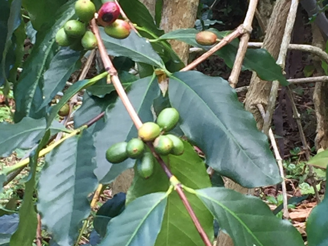 ROOSTER FARMS COFFEE-库克船长必去景点