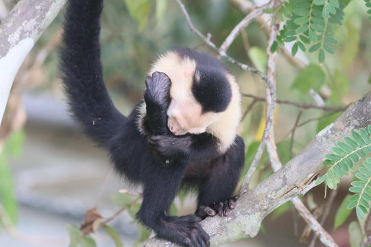 Panama Boat Tours-巴拿马城必去景点