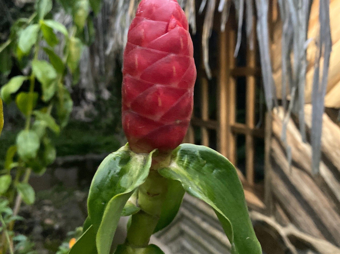 Cabanas Samay Magico主图