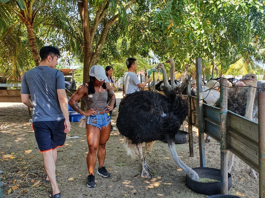 Desaru Ostrich Farm-Kota Tinggi District必去景点