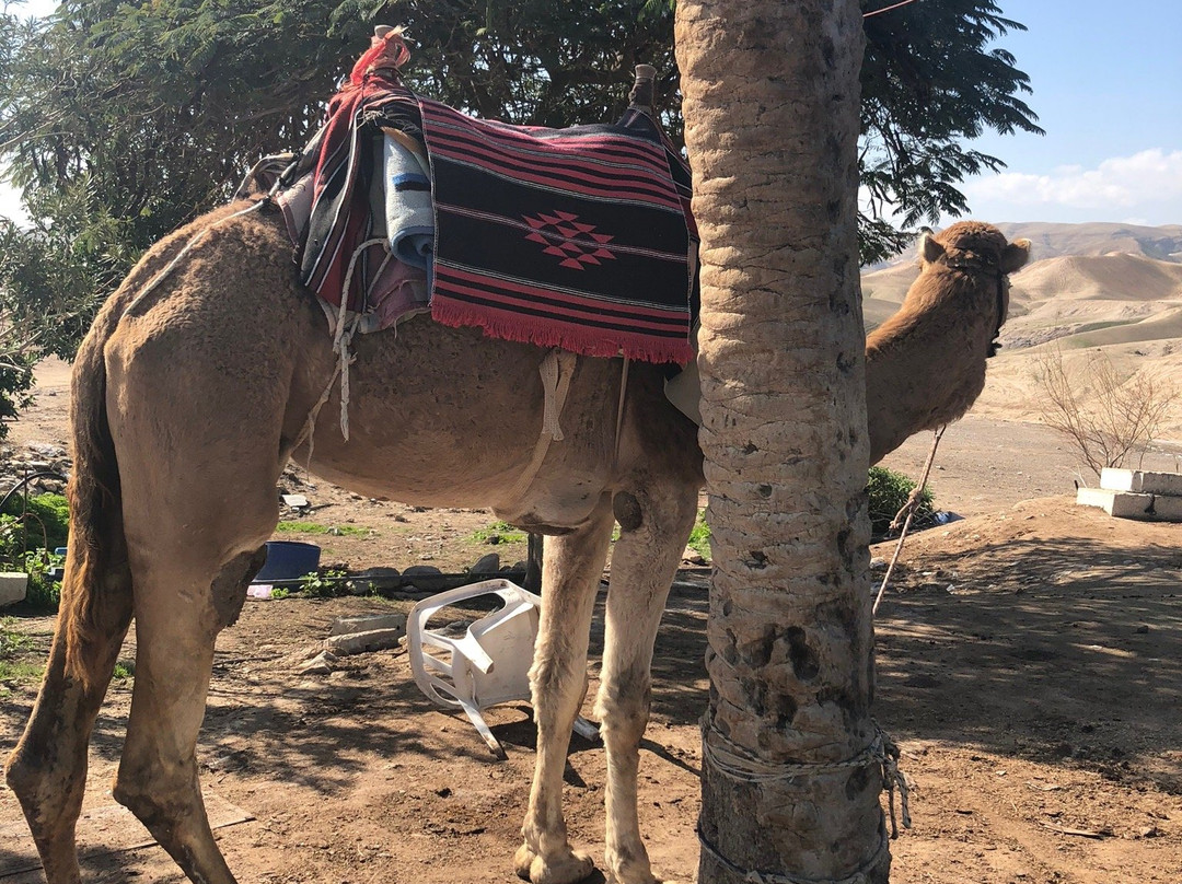 Nabi Musa-Jericho必去景点