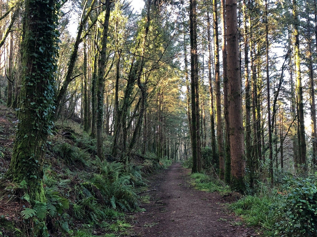 Dromkeen Wood景点图片