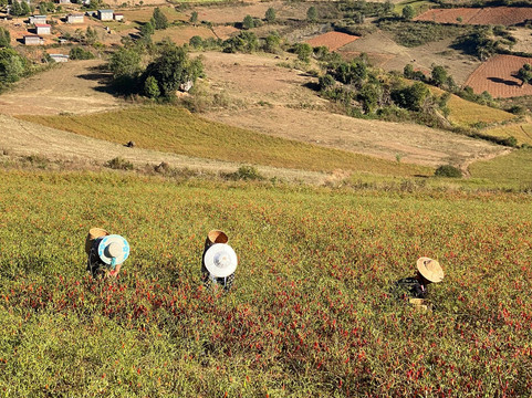 Jungleking Trekking Service-格劳必去景点
