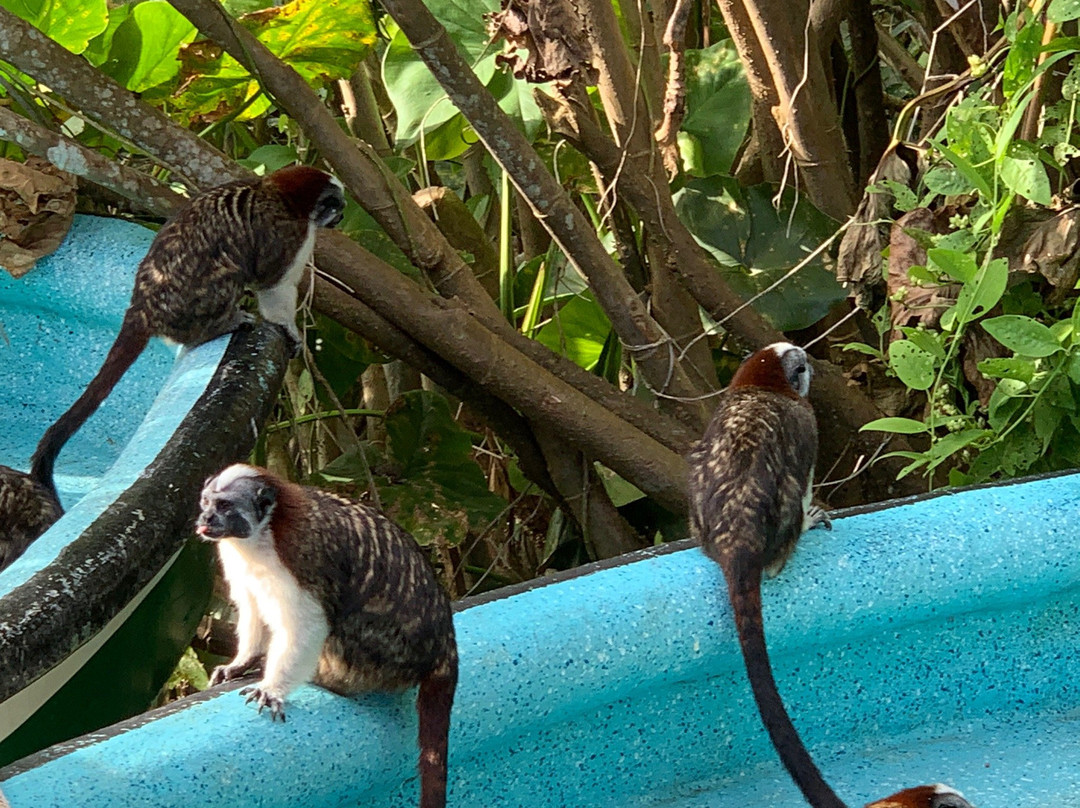 Gamboa Rainforest Resort Monkey Island Tour景点图片