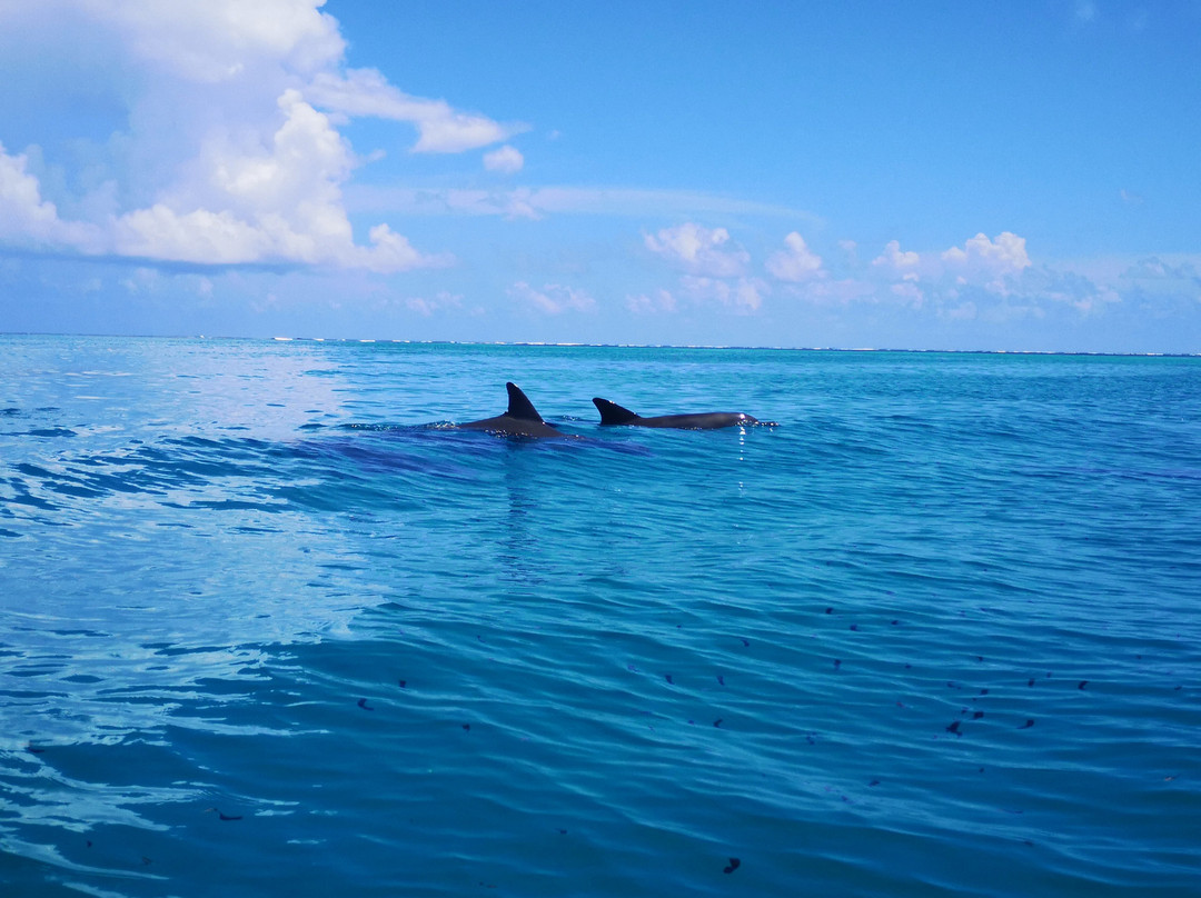 Jalado Taxi & Local Tours-桑给巴尔岛必去景点