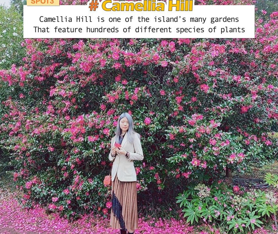 Camellia Hill-西归浦市必去景点