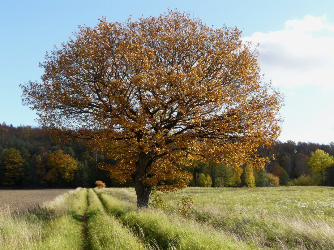 Stromsbergs Naturreservat-延雪平必去景点
