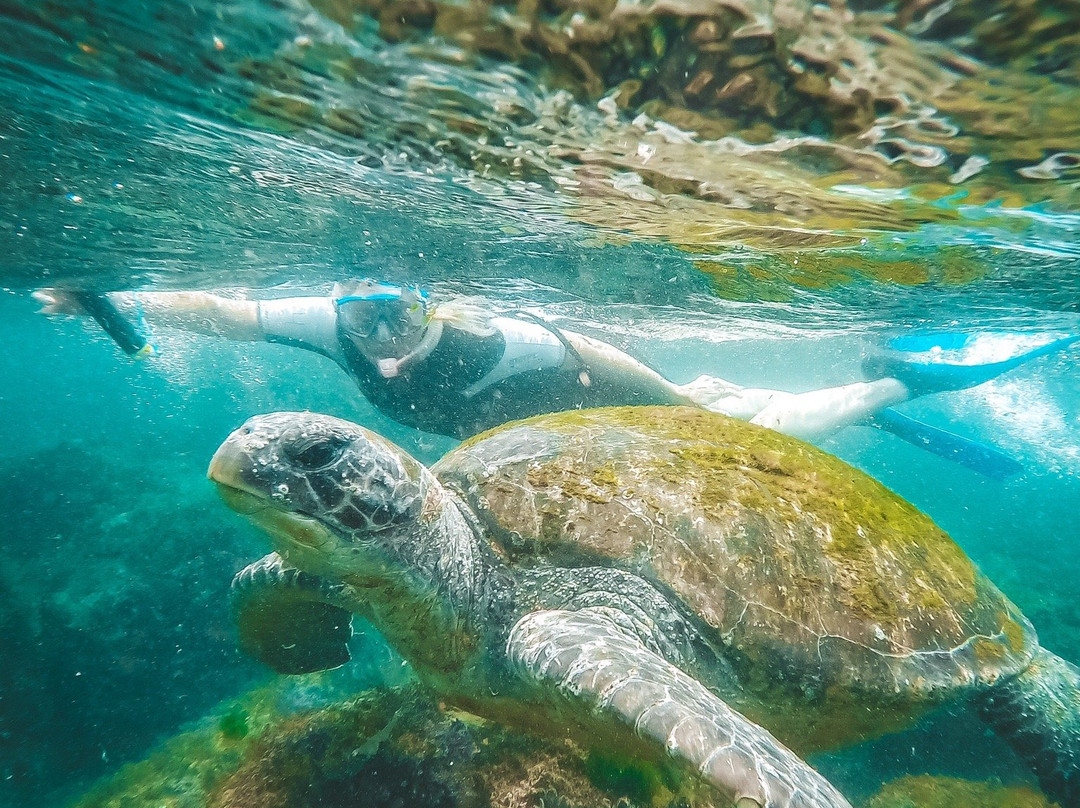 Gold Coast Dive Centre景点图片