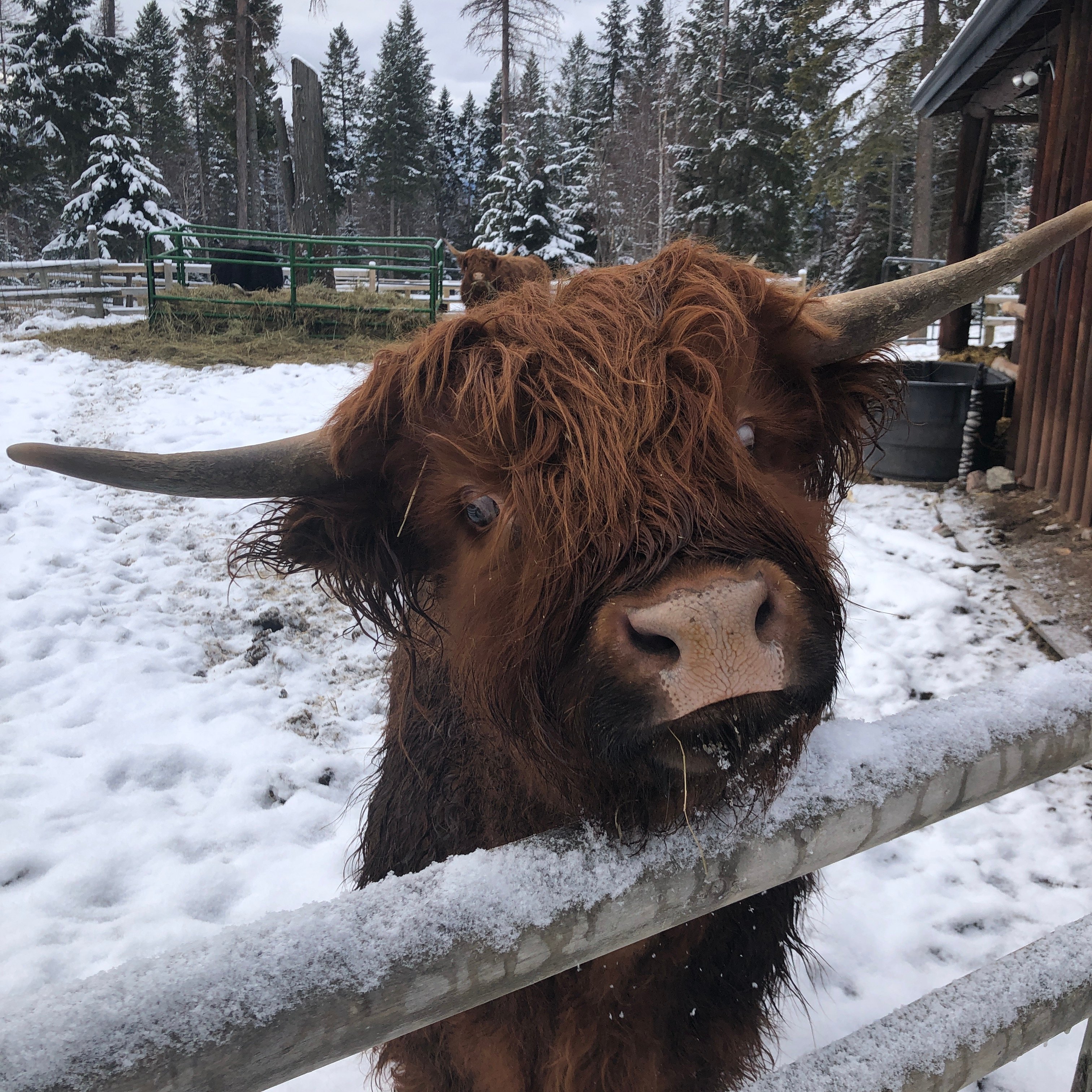 The Bailey's Bed 'n Bale-官方