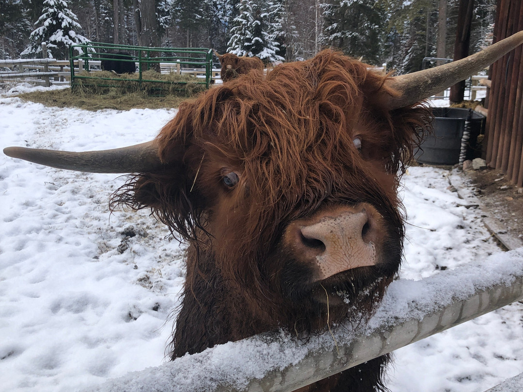 The Bailey's Bed 'n Bale主图