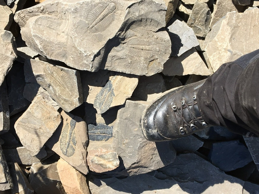 The Burgess Shale Geoscience Foundation景点图片