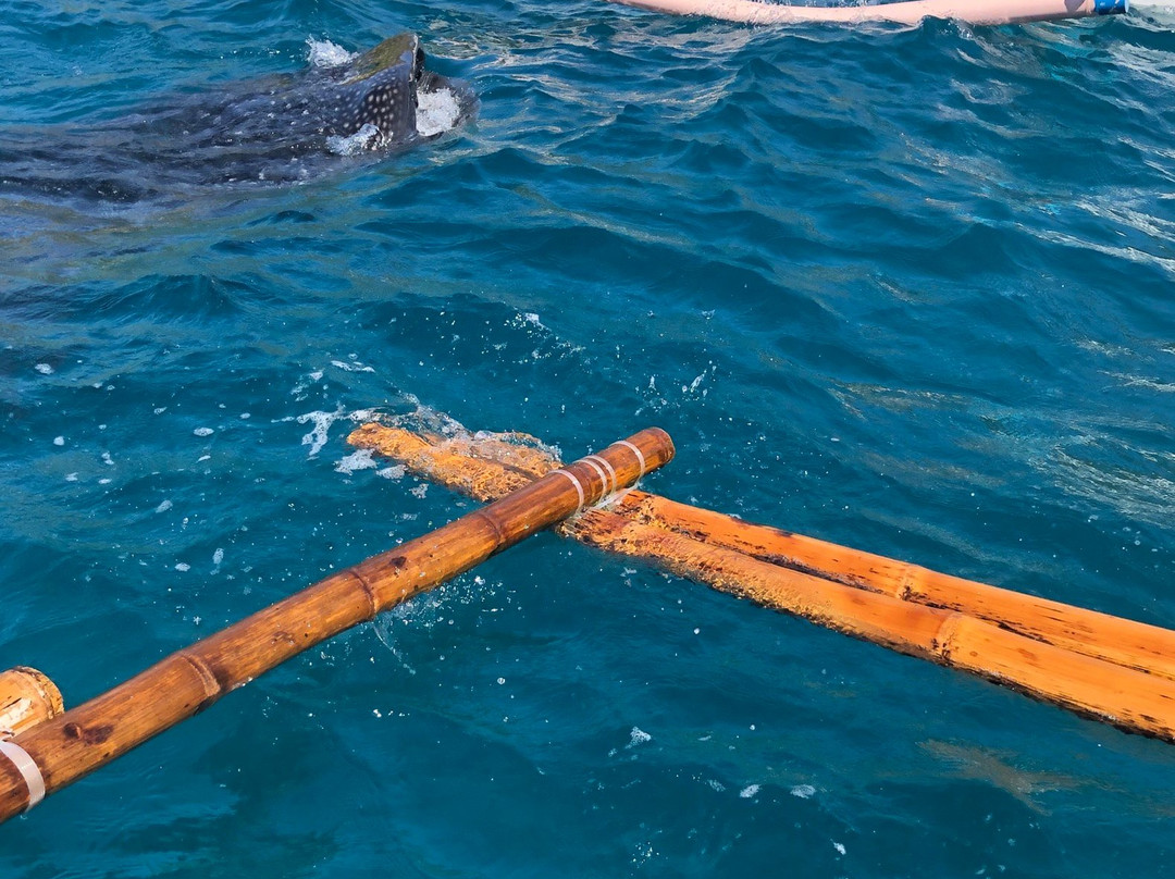 鲸鲨共游之旅-奥斯洛布必去景点