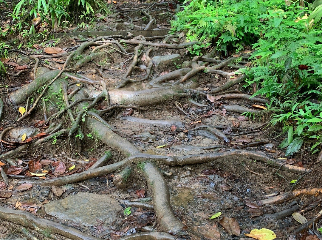 Bassin Paradise-Capesterre-Belle-Eau必去景点
