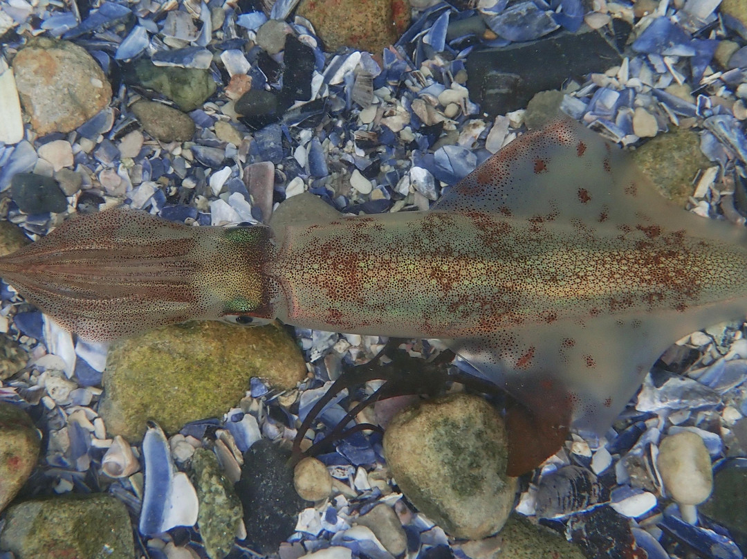 Yvette Oosthuizen - Wild Blue Adventures Cape Town-西门镇必去景点