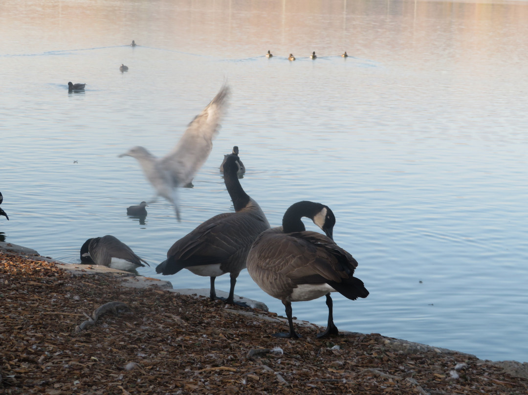 中央公园-费利蒙必去景点