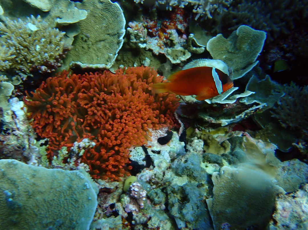 Dive Wananavu-拉奇拉奇必去景点