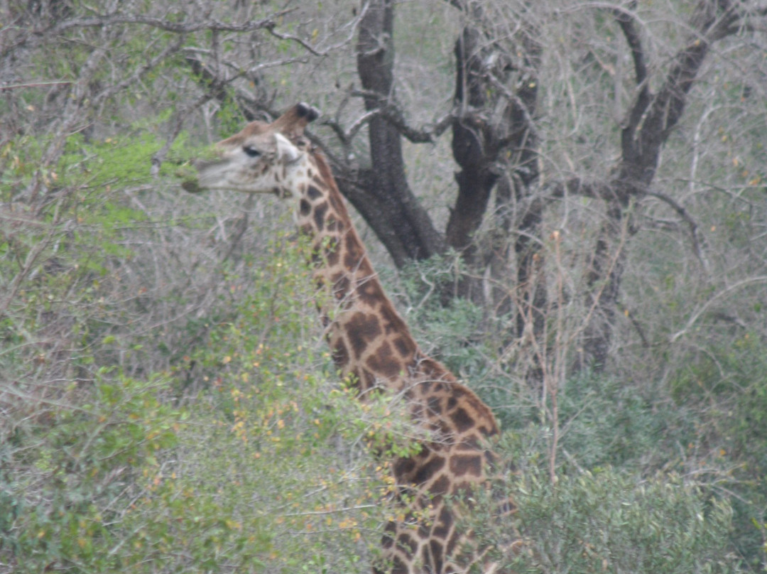Kruger National Park景点图片