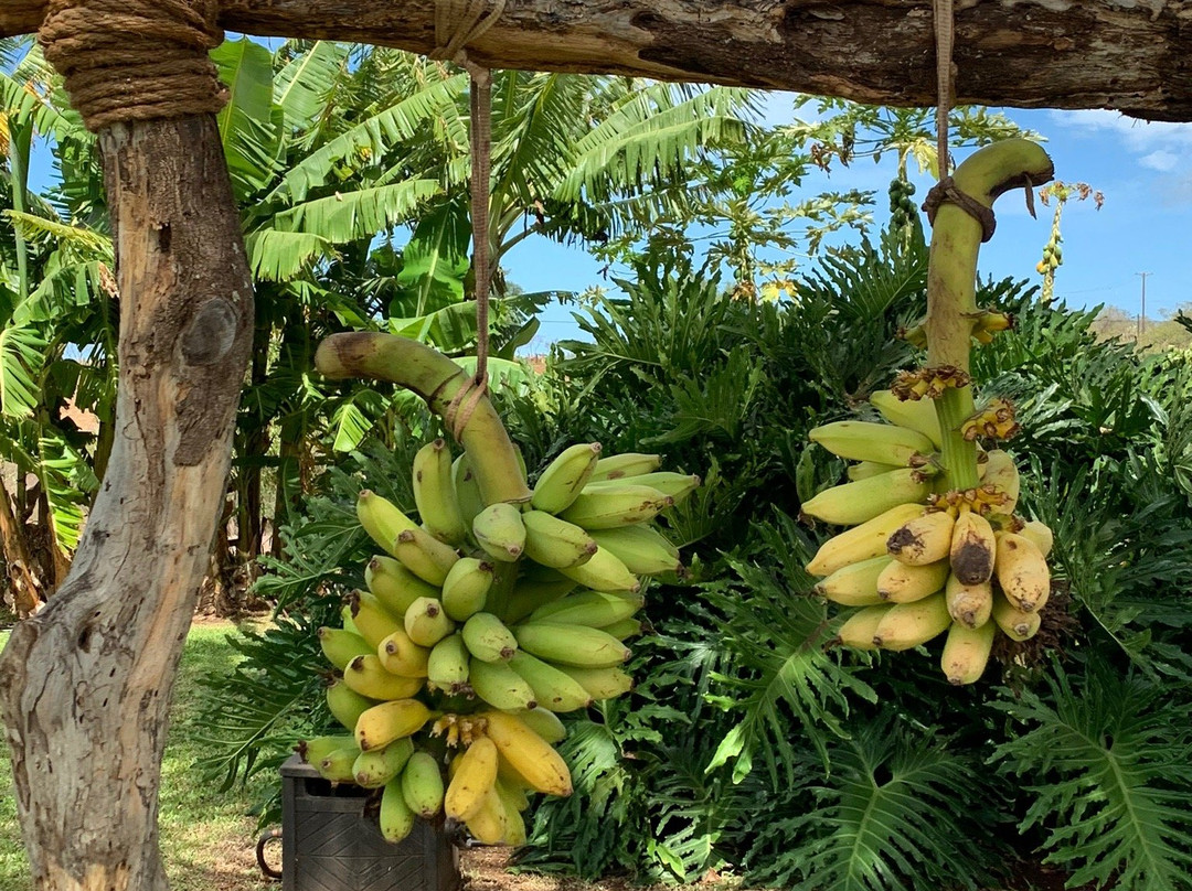 The Ocean Organic Farm and Distillery-库拉必去景点