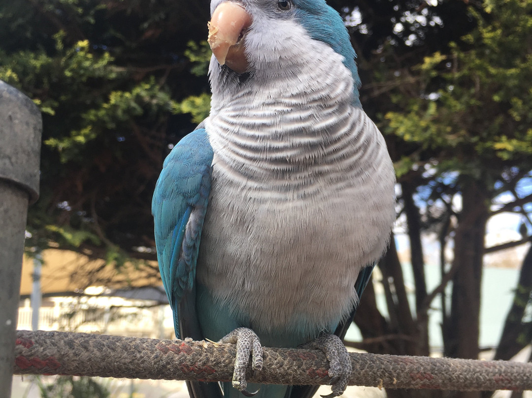 Canberra Walk in Aviary景点图片