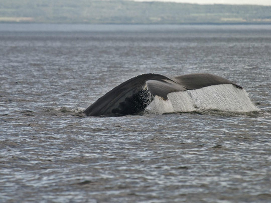 Croisiere Escoumins-Les Escoumins必去景点
