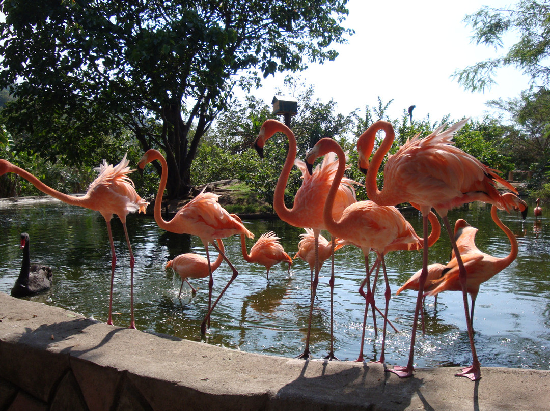 Zoologico de Vallarta景点图片